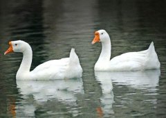 養(yǎng)鵝禁忌有哪些？看看你中了幾條！
