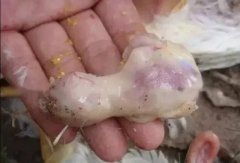 肉雞最頭疼的還是腺肌胃炎，到底該怎么解決？