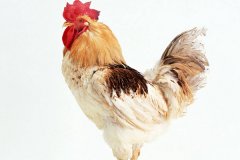 肉雞常見呼吸道病的發(fā)病原因？