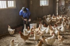 雞新城疫用什么藥效果好，知道之后無需再區(qū)分