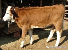 肥牛養(yǎng)殖過(guò)程中存在的問(wèn)題，應(yīng)該如何進(jìn)行解決