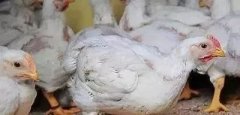 支原體感染的發(fā)展過(guò)程及臨床癥狀??！!