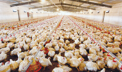 肉雞壞死性腸炎飼料報(bào)酬低，整齊度差嚴(yán)重影響